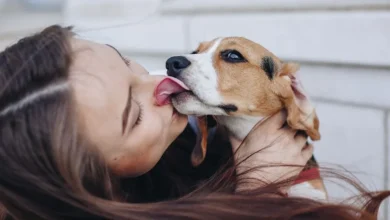 Photo of ¿Por qué tu perro te lame? El gesto más común de los perros podría no ser amor: esto dicen los expertos