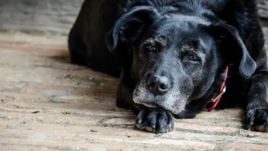 Photo of El lenguaje del adiós: expertos explican los gestos que anuncian el final de la vida de un perro