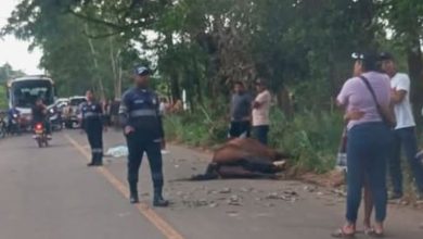 Photo of Abuelo y nieta mueren al estrellarse con un caballo en zona rural de Planeta Rica