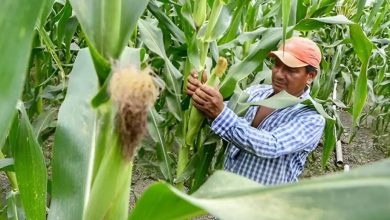 Photo of Productores de maíz en Córdoba advierten que están trabajando a pérdidas