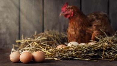 Photo of ¿Qué fue primero, el huevo o la gallina? Un fósil de hace más de 100 millones de años resuelve el dilema