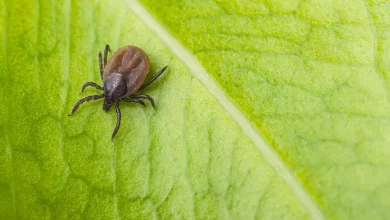 Photo of No las espantan, las atraen: las 3 plantas de interior que más riesgo corren por garrapatas