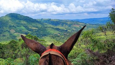 Photo of Campesino resultó herido y su caballo muerto por mina antipersonal en Puerto Libertador