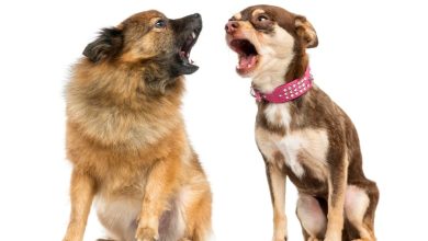 Photo of Del “guau” al “wan-wan”: ¿los perros ladran distinto según el país?