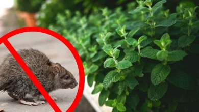Photo of Seis plantas que mantienen lejos a ratas y ratones sin químicos