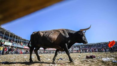 Photo of Corte Constitucional prohíbe corridas de toros, coleo, cabalgatas, corralejas y peleas de gallos