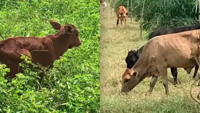 Photo of ‘J-Balvin’ y ‘Karol G’, los terneros de raza compuesta que marcan el inicio de una nueva era genética en Colombia