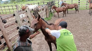 Photo of Córdoba, segundo departamento con más casos de Encefalitis Equina