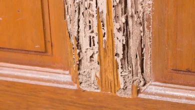 Photo of ¿Termitas en tus muebles? Señales, pasos y cómo salvar tu madera a tiempo