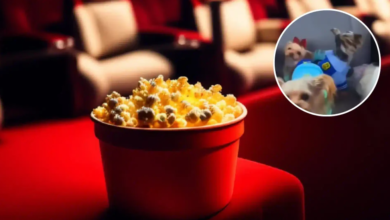 Photo of Cines en China permiten la entrada de perros para ver Zootopia 2: video viral