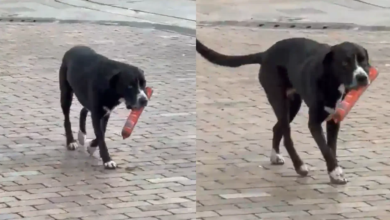Photo of Perro se vuelve viral tras robarse un salchichón de un reconocido supermercado