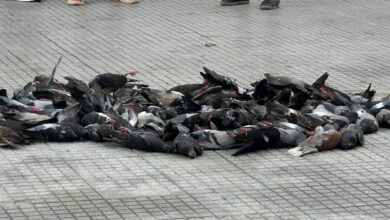 Photo of Autoridades investigan presunto envenenamiento masivo de palomas en Montería