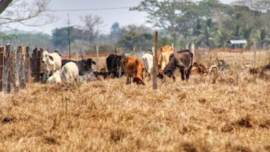 Photo of Tres municipios del San Jorge en máxima alerta ante un posible periodo seco