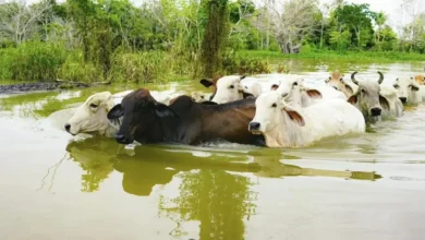 Photo of Cerca de 1.300 cabezas de ganado han resultado muertas o desaparecidas por inundaciones en Córdoba
