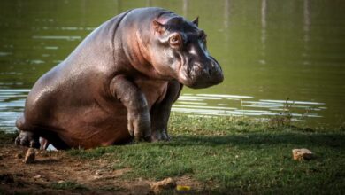 Photo of Ante medida de eutanasia para hipopótamos, Unicórdoba plantea alternativa para frenar expansión