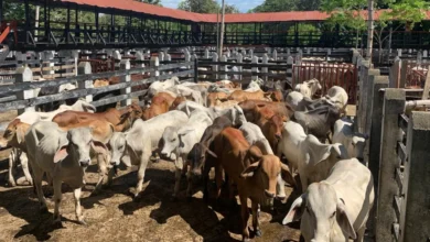 Photo of Dura crítica de Fedegán por borrador de decreto que suspendería exportaciones de ganado
