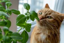Photo of Plantas bonitas, peligro oculto: el riesgo silencioso para perros y gatos en casa