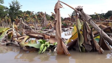 Photo of CVS advierte sobre riesgos de lluvias e inundaciones durante la temporada ciclónica