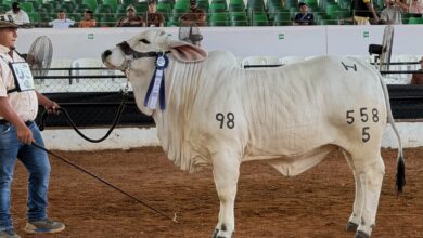 Photo of Córdoba, la meca del Brahman en Colombia, reafirma su liderazgo ganadero en la Feria