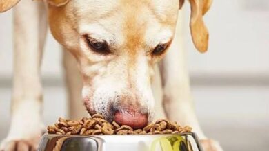 Photo of Cinco mitos sobre la alimentación de los cachorros que podrían afectar su desarrollo