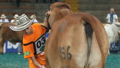 Photo of Montería será la sede de la 79.ª Feria Nacional Cebú, una edición que conmemora los 80 años de Asocebú