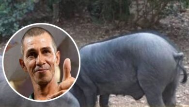 Photo of Campesino falleció tras ser mordido por un puerco en Planeta Rica