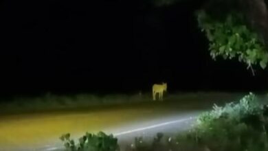Photo of Denuncian peligro por burros sueltos en la vía La Apartada – Ayapel